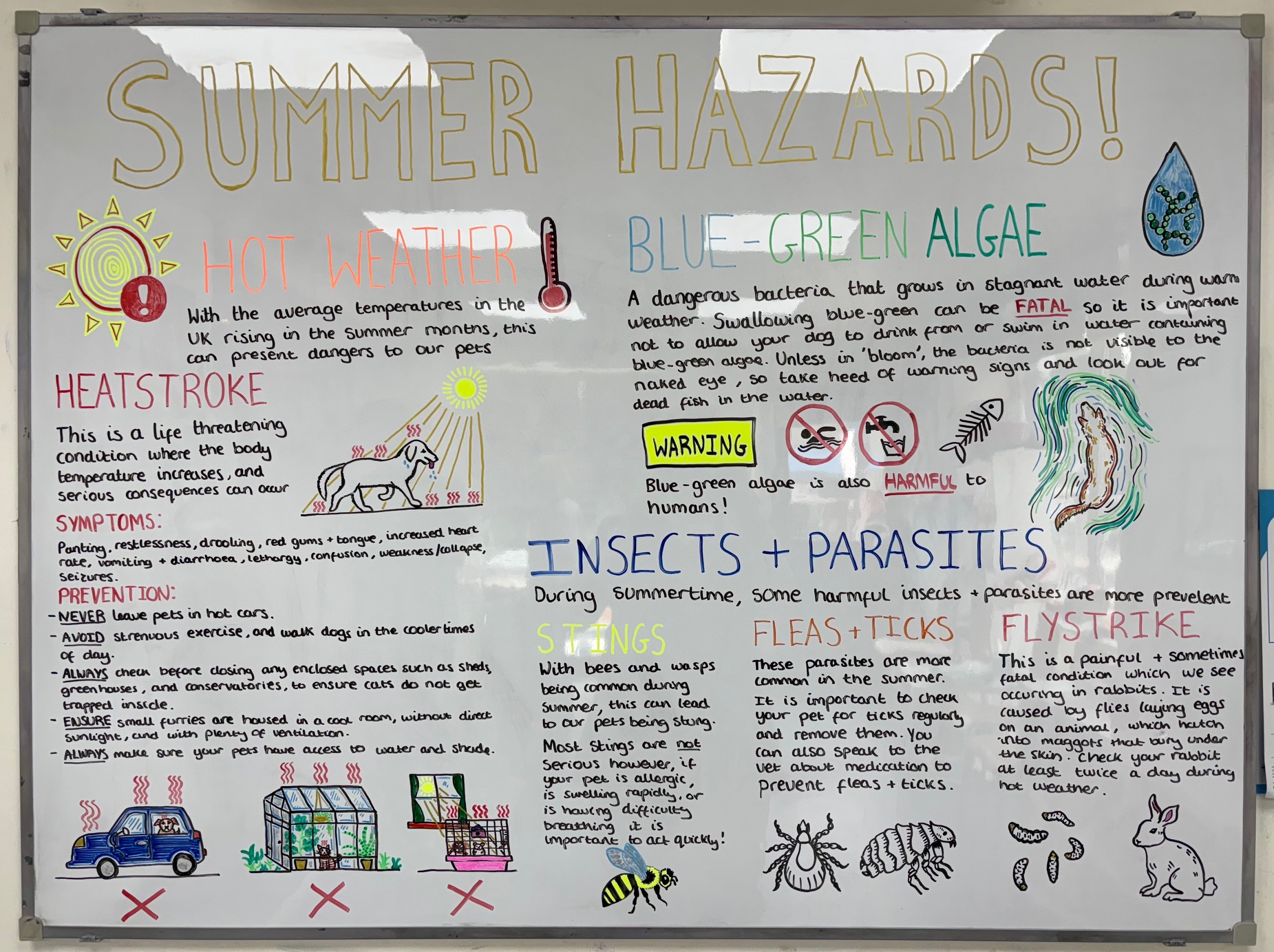 Summer Hazards